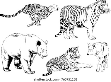 vector drawings sketches different predator , tigers lions cheetahs and leopards are drawn in ink by hand , objects with no background