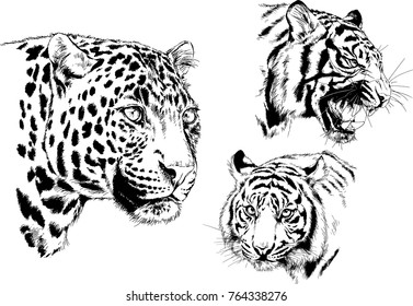 vector drawings sketches different predator , tigers lions cheetahs and leopards are drawn in ink by hand , objects with no background