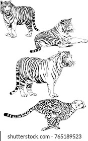 vector drawings sketches different predator , tigers lions cheetahs and leopards are drawn in ink by hand , objects with no background