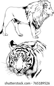 vector drawings sketches different predator , tigers lions cheetahs and leopards are drawn in ink by hand , objects with no background