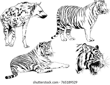 vector drawings sketches different predator , tigers lions cheetahs and leopards are drawn in ink by hand , objects with no background