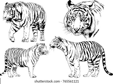 vector drawings sketches different predator , tigers lions cheetahs and leopards are drawn in ink by hand , objects with no background