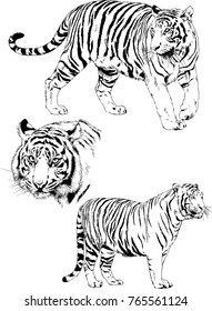 vector drawings sketches different predator , tigers lions cheetahs and leopards are drawn in ink by hand , objects with no background