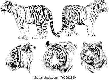 vector drawings sketches different predator , tigers lions cheetahs and leopards are drawn in ink by hand , objects with no background
