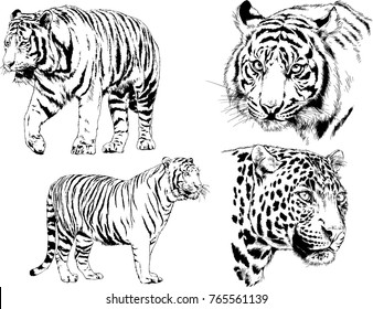 vector drawings sketches different predator , tigers lions cheetahs and leopards are drawn in ink by hand , objects with no background