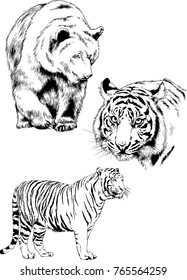 vector drawings sketches different predator , tigers lions cheetahs and leopards are drawn in ink by hand , objects with no background