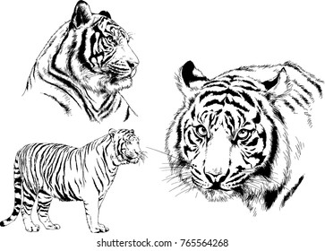 vector drawings sketches different predator , tigers lions cheetahs and leopards are drawn in ink by hand , objects with no background
