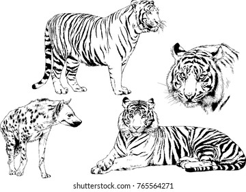 vector drawings sketches different predator , tigers lions cheetahs and leopards are drawn in ink by hand , objects with no background