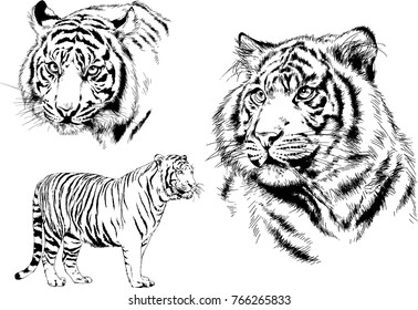 vector drawings sketches different predator , tigers lions cheetahs and leopards are drawn in ink by hand , objects with no background