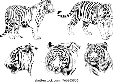 vector drawings sketches different predator , tigers lions cheetahs and leopards are drawn in ink by hand, objects with no background