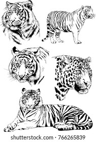 vector drawings sketches different predator , tigers lions cheetahs and leopards are drawn in ink by hand , objects with no background