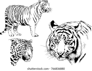 vector drawings sketches different predator , tigers lions cheetahs and leopards are drawn in ink by hand , objects with no background