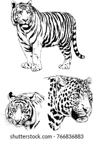vector drawings sketches different predator , tigers lions cheetahs and leopards are drawn in ink by hand , objects with no background