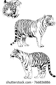 vector drawings sketches different predator , tigers lions cheetahs and leopards are drawn in ink by hand , objects with no background