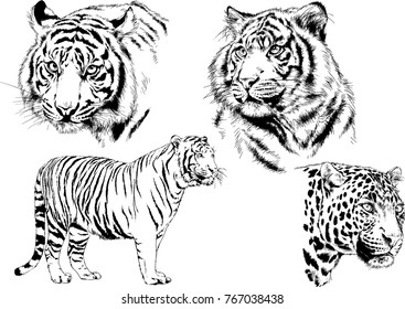 vector drawings sketches different predator , tigers lions cheetahs and leopards are drawn in ink by hand , objects with no background