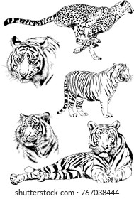 vector drawings sketches different predator , tigers lions cheetahs and leopards are drawn in ink by hand , objects with no background