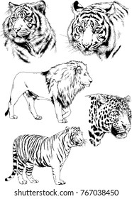 vector drawings sketches different predator , tigers lions cheetahs and leopards are drawn in ink by hand , objects with no background