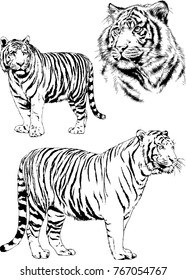 vector drawings sketches different predator , tigers lions cheetahs and leopards are drawn in ink by hand , objects with no background