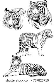 vector drawings sketches different predator , tigers lions cheetahs and leopards are drawn in ink by hand , objects with no background