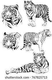 vector drawings sketches different predator , tigers lions cheetahs and leopards are drawn in ink by hand , objects with no background