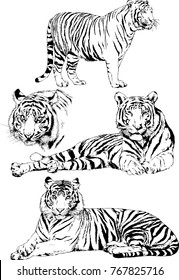 vector drawings sketches different predator , tigers lions cheetahs and leopards are drawn in ink by hand , objects with no background