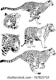 vector drawings sketches different predator , tigers lions cheetahs and leopards are drawn in ink by hand , objects with no background