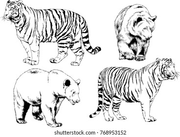 vector drawings sketches different predator , tigers lions cheetahs and leopards are drawn in ink by hand , objects with no background