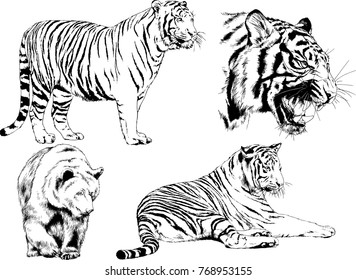 vector drawings sketches different predator , tigers lions cheetahs and leopards are drawn in ink by hand , objects with no background