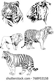 vector drawings sketches different predator , tigers lions cheetahs and leopards are drawn in ink by hand , objects with no background