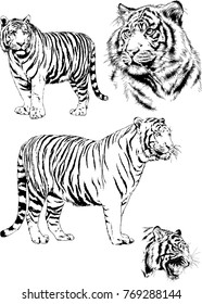 vector drawings sketches different predator , tigers lions cheetahs and leopards are drawn in ink by hand , objects with no background