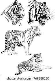 vector drawings sketches different predator , tigers lions cheetahs and leopards are drawn in ink by hand , objects with no background