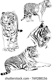 vector drawings sketches different predator , tigers lions cheetahs and leopards are drawn in ink by hand , objects with no background