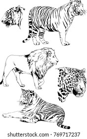 vector drawings sketches different predator , tigers lions cheetahs and leopards are drawn in ink by hand , objects with no background