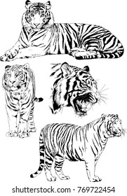 vector drawings sketches different predator , tigers lions cheetahs and leopards are drawn in ink by hand , objects with no background
