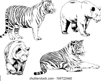 vector drawings sketches different predator , tigers lions cheetahs and leopards are drawn in ink by hand , objects with no background
