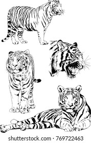 vector drawings sketches different predator , tigers lions cheetahs and leopards are drawn in ink by hand , objects with no background