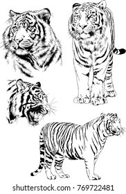 vector drawings sketches different predator , tigers lions cheetahs and leopards are drawn in ink by hand , objects with no background
