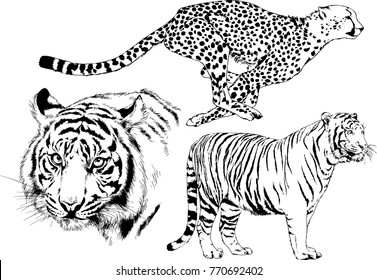 vector drawings sketches different predator , tigers lions cheetahs and leopards are drawn in ink by hand , objects with no background