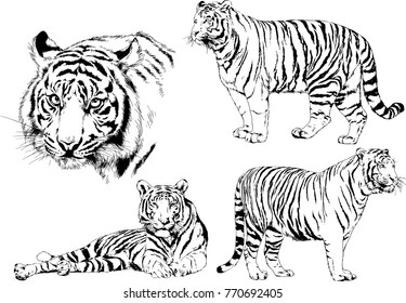 vector drawings sketches different predator , tigers lions cheetahs and leopards are drawn in ink by hand , objects with no background