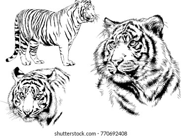 vector drawings sketches different predator , tigers lions cheetahs and leopards are drawn in ink by hand , objects with no background