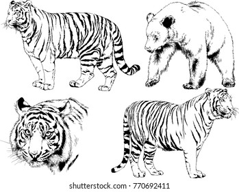 vector drawings sketches different predator , tigers lions cheetahs and leopards are drawn in ink by hand , objects with no background