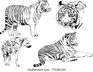 vector drawings sketches different predator , tigers lions cheetahs and leopards are drawn in ink by hand , objects with no background