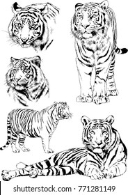 vector drawings sketches different predator , tigers lions cheetahs and leopards are drawn in ink by hand , objects with no background