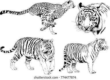 vector drawings sketches different predator , tigers lions cheetahs and leopards are drawn in ink by hand , objects with no background