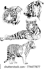 vector drawings sketches different predator , tigers lions cheetahs and leopards are drawn in ink by hand , objects with no background