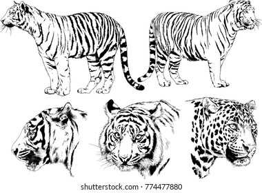 vector drawings sketches different predator , tigers lions cheetahs and leopards are drawn in ink by hand , objects with no background