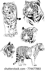 vector drawings sketches different predator , tigers lions cheetahs and leopards are drawn in ink by hand , objects with no background