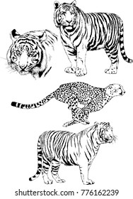 vector drawings sketches different predator , tigers lions cheetahs and leopards are drawn in ink by hand , objects with no background