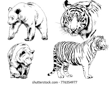 vector drawings sketches different predator , tigers lions cheetahs and leopards are drawn in ink by hand , objects with no background