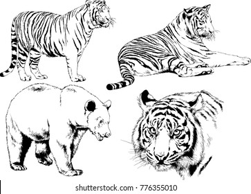 vector drawings sketches different predator , tigers lions cheetahs and leopards are drawn in ink by hand , objects with no background